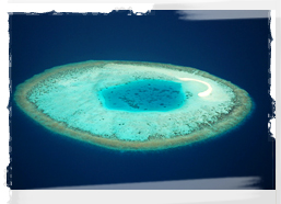 Maldivian Reef