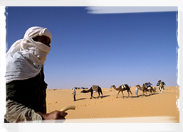 Camel Caravan, Niger