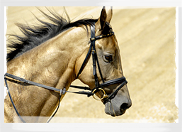 Golden horse of Turkmenistan