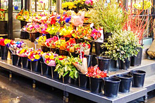 IRI Adds New Floral Data to Store Perimeter Offer