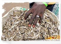 Dried fish at Angolan market
