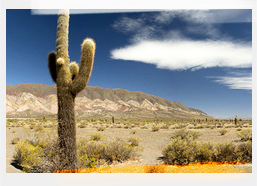Argentina, Desert Cacti