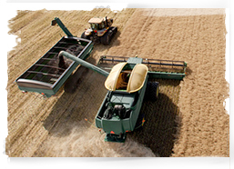 Wheat harvest, Canada