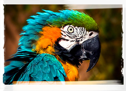 Blue and Gold Macaw, Colombia