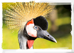 Crowned crane, Republic of the Congo