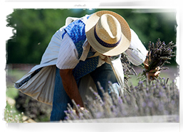 Lavender festival, Provence, France