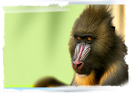 Mandrill, Gabon