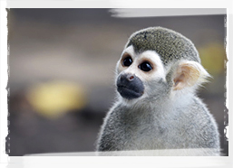 Macaque, Guyana