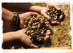 Coffee beans, Honduras