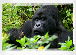 Mountain Gorilla, Rwanda