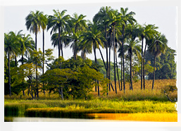 Landscape of Casamance in Senegal