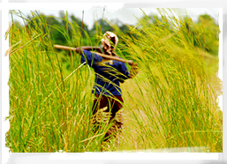 Tanzanian farmer