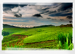 Tea plantation in Uganda