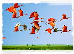 Scarlet and white ibises, Venezuela