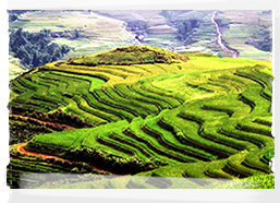 Rice Paddies, Sapa, Vietnam