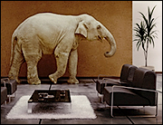 Elephant