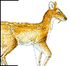 Musk Deer